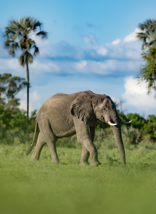 Elelphant in the Grassland | Ameliya Safaris